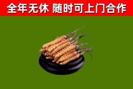 常德市回收冬虫夏草