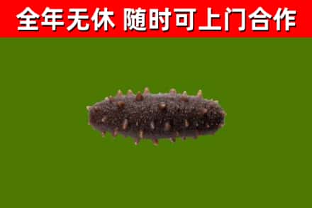 常德市回收海参干